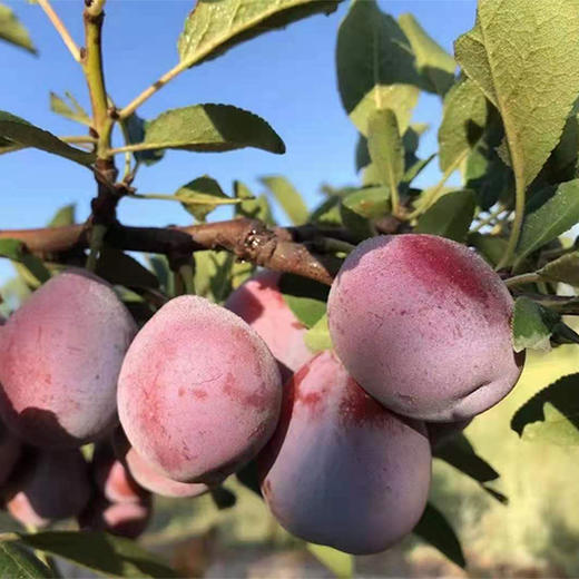 【果蔬精选】新疆喀什法兰西西梅 应季水果 集颜值 口感 营养于一身 皮薄肉嫩 香甜多汁 轻咬一口汁水四溢 果肉芳香甜美 商品图3
