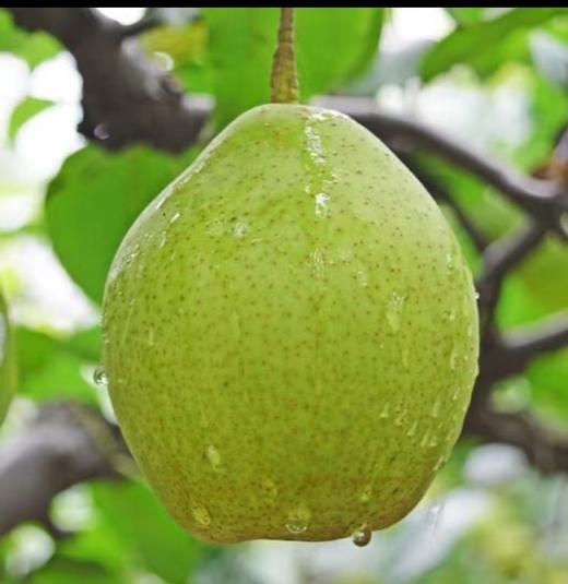 鸭梨（生鲜类商品当日取货，过期按取货日价格） 商品图0