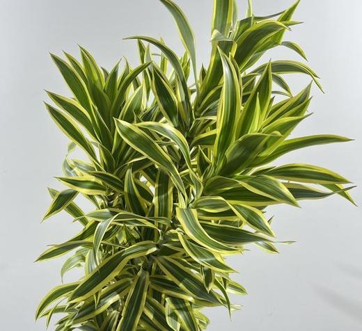 金边·百合竹 商品图4