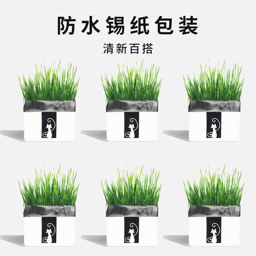 尊宝猫草锡纸装含沙土+1包种子 懒人猫草种植袋 化毛球猫咪零食 商品图2