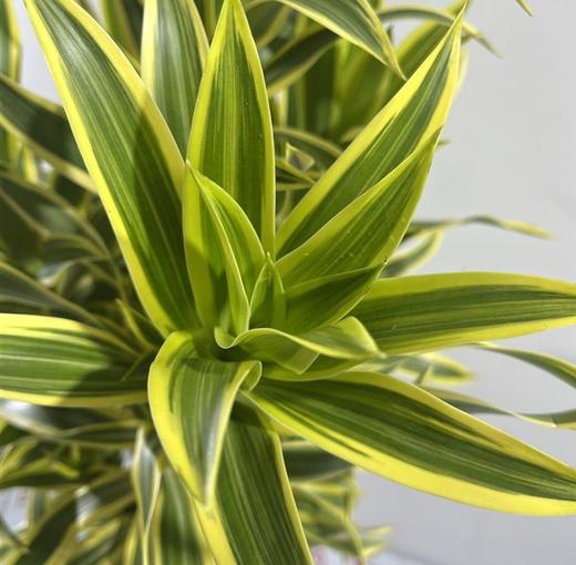 金边·百合竹 商品图3