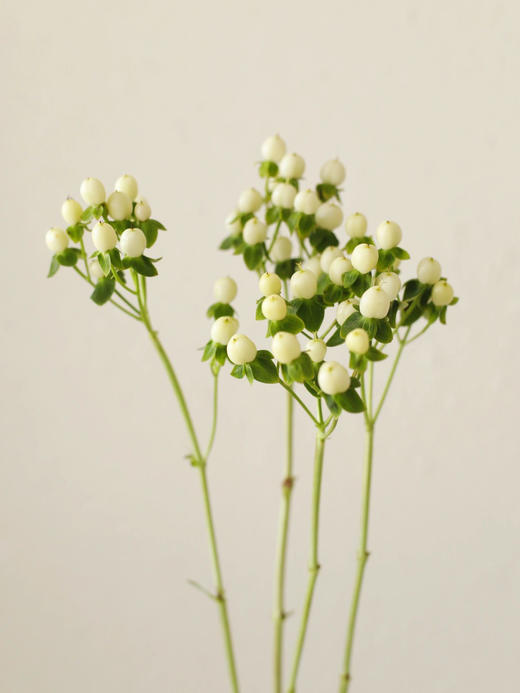 粉豆【要有多坚强，才敢念念不忘】简小姐精选稀有温柔浪漫相思粉豆 2件包邮 下单3天发出 商品图1