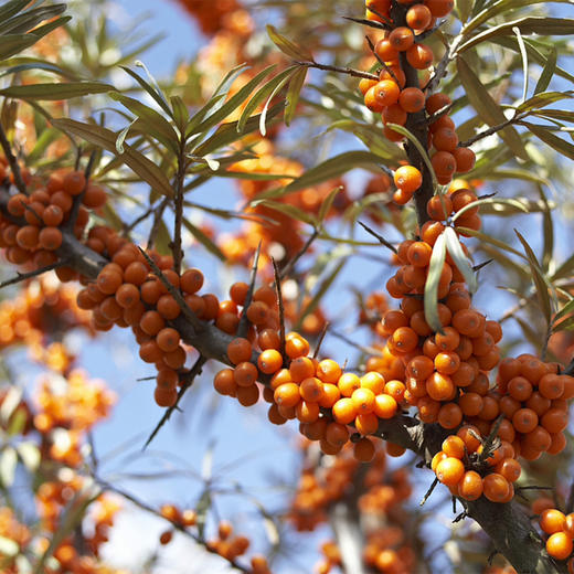 【健康养生快乐生活系列】有机沙棘汁/沙棘油，口感好，高营养 商品图1