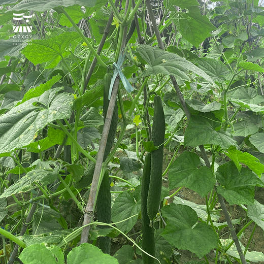 【本地蔬菜】黄瓜500g左右 商品图2