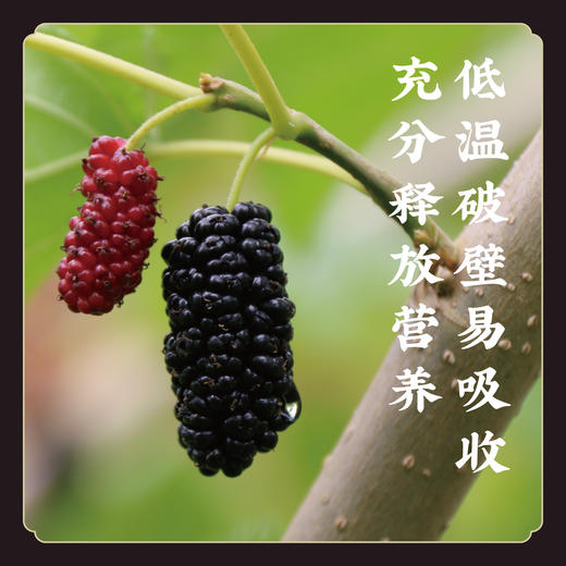 低温破壁鲜榨【纯鲜果压榨】桑椹原浆 桑椹果汁 桑葚 不勾兑 无色素 无添加  S不参与优惠 商品图1