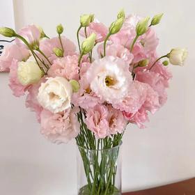 配花-洋桔梗-肉粉（龙胆）-0.8kg