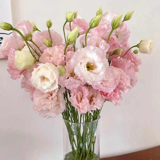 配花-洋桔梗-肉粉（龙胆）-0.8kg 商品图0