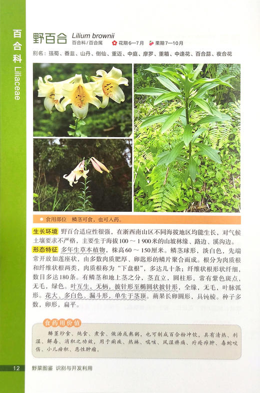 野菜图鉴  识别与开发利用【可开发票，下单时留开票信息及电子邮箱】 商品图3