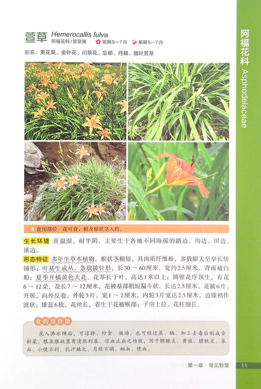 野菜图鉴  识别与开发利用【可开发票，下单时留开票信息及电子邮箱】 商品图2