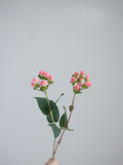 粉豆【要有多坚强，才敢念念不忘】简小姐精选稀有温柔浪漫相思粉豆 2件包邮 下单3天发出 商品图5