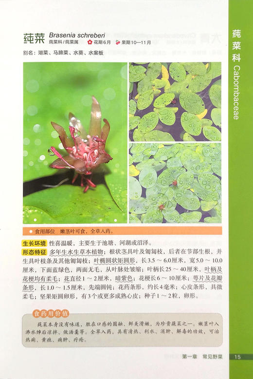 野菜图鉴  识别与开发利用【可开发票，下单时留开票信息及电子邮箱】 商品图6