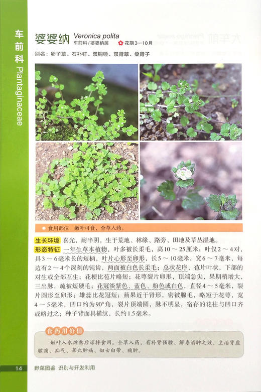 野菜图鉴  识别与开发利用【可开发票，下单时留开票信息及电子邮箱】 商品图5