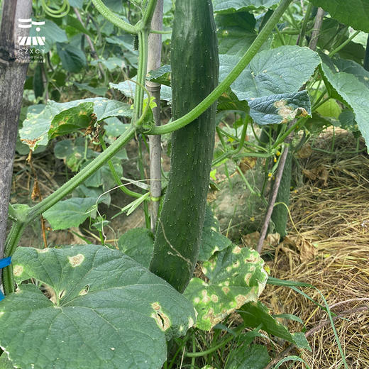 【本地蔬菜】黄瓜500g左右 商品图1