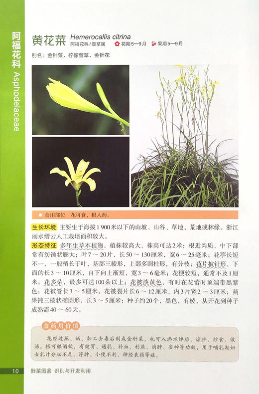 野菜图鉴  识别与开发利用【可开发票，下单时留开票信息及电子邮箱】 商品图1