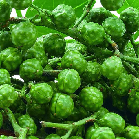 布衣青花椒 商品图2