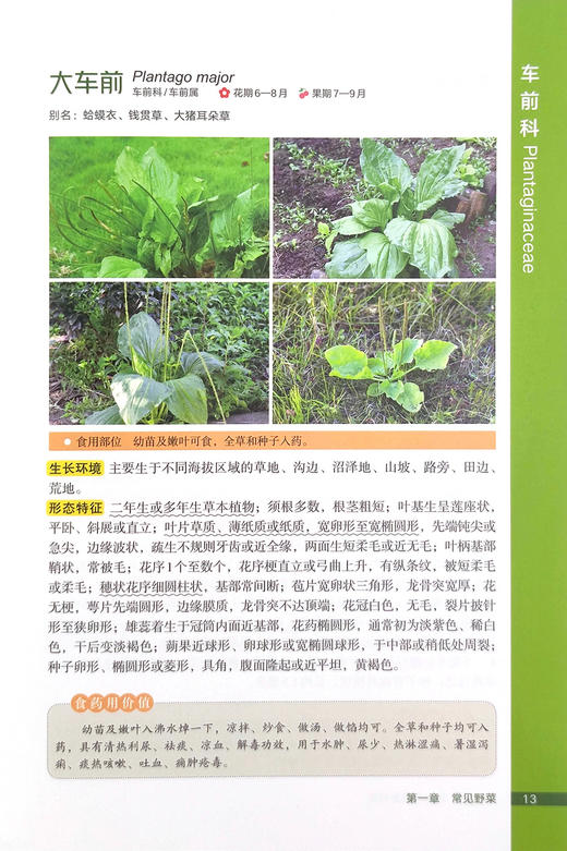 野菜图鉴  识别与开发利用【可开发票，下单时留开票信息及电子邮箱】 商品图4