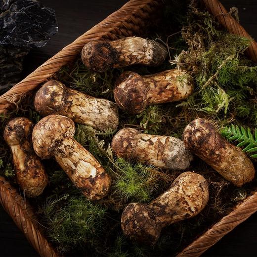 香格里拉直采空运松茸（5-7cm)500g 商品图1