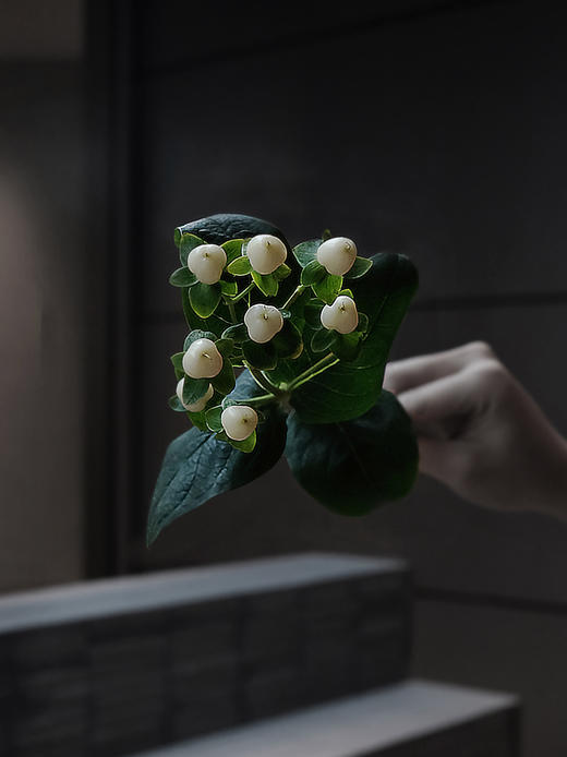 粉豆【要有多坚强，才敢念念不忘】简小姐精选稀有温柔浪漫相思粉豆 2件包邮 下单3天发出 商品图4