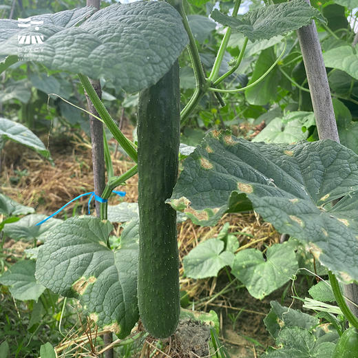 【本地蔬菜】黄瓜500g左右 商品图4
