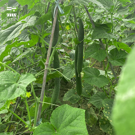 【本地蔬菜】黄瓜500g左右 商品图3