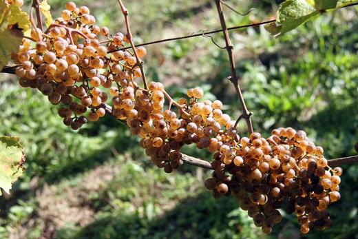 [甜型]波登艾菲甜白葡萄酒2013Domaine Bordenave-Coustarret 商品图4