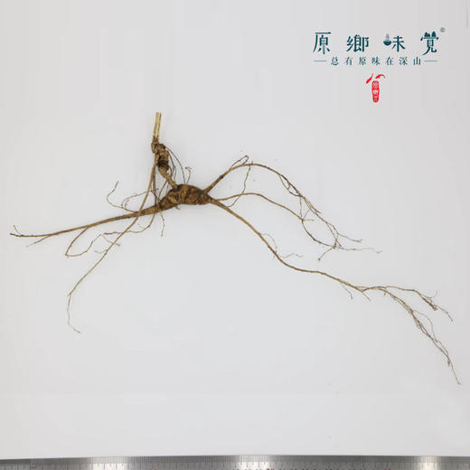 林下野山参/人参（产地直发-顺丰包邮）｜8-14g/根，来自通化市集安市清河镇，采集人：刘春显【合作生产，公平贸易】 商品图2