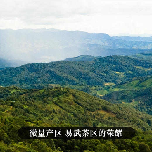 【大师手作—香椿林】2017年宣哥亲手制作亲自储存巨作勐海干仓储存荣誉好茶 商品图8