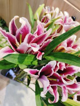 黑美人红百合3支