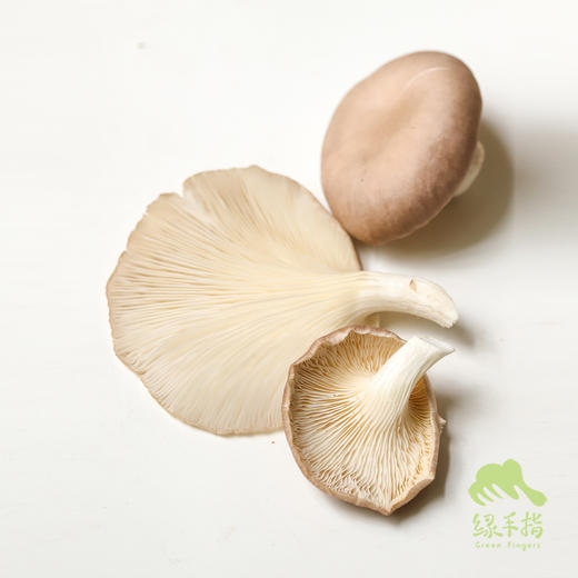 有机平菇 | 绿家自产* Organic Oyster mushroom | Self-production 商品图1