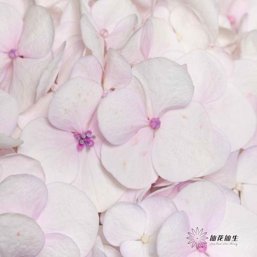 绣球 | 樱花粉莫奈 商品图2