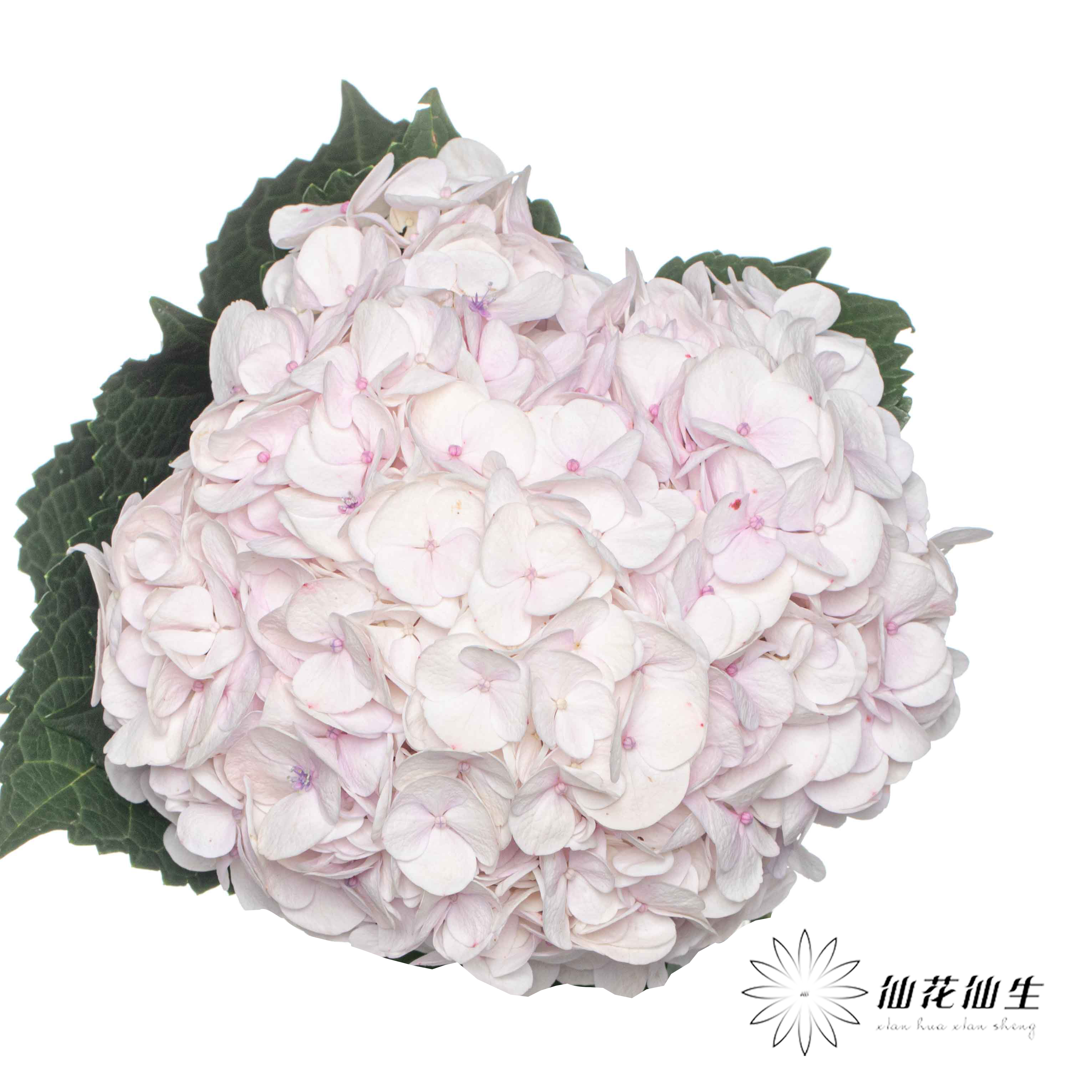 绣球 | 樱花粉莫奈