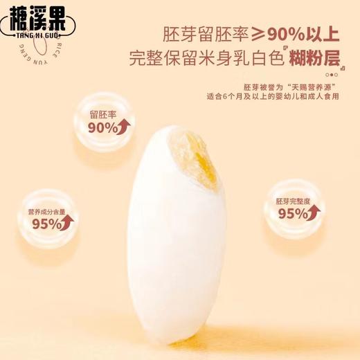 高端云梗胚芽米 西双版纳“傣王”御用 SGS290项 口感酥软有嚼劲 商品图2