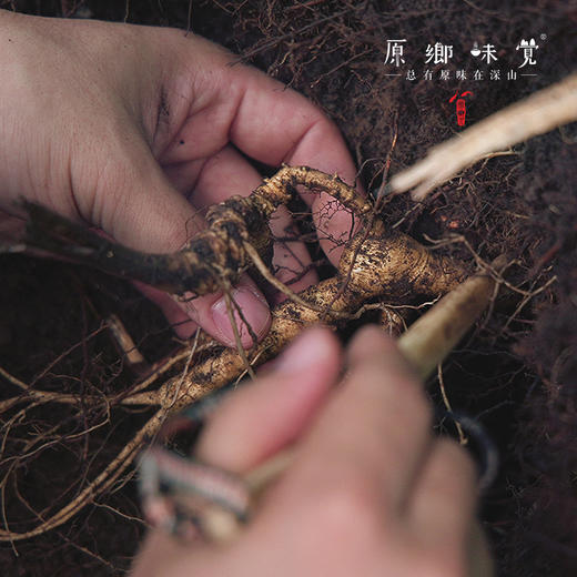 林下野山干参/干人参（成都仓库-顺丰快递）｜多种规格，来自通化集安，生产者：刘春显 商品图6