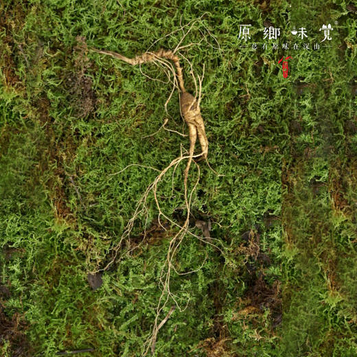 林下野山参/人参（产地直发-顺丰包邮）｜8-14g/根，来自通化市集安市清河镇，采集人：刘春显【合作生产，公平贸易】 商品图8