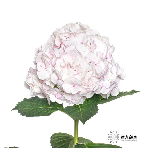 绣球 | 樱花粉莫奈 商品图3