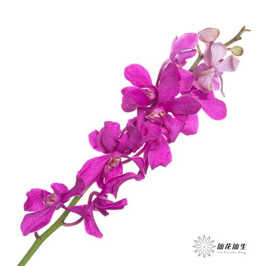 兰花 | 千代兰玫红 商品图2