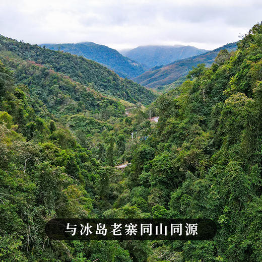 【陈香冰岛南迫】2016年冰岛南迫店铺私藏好茶越陈越香系列357克/饼 商品图7