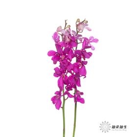 兰花 | 千代兰玫红