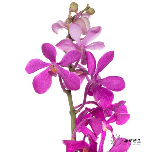 兰花 | 千代兰玫红 商品图4