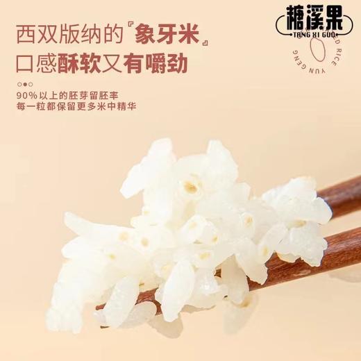 高端云梗胚芽米 西双版纳“傣王”御用 SGS290项 口感酥软有嚼劲 商品图1