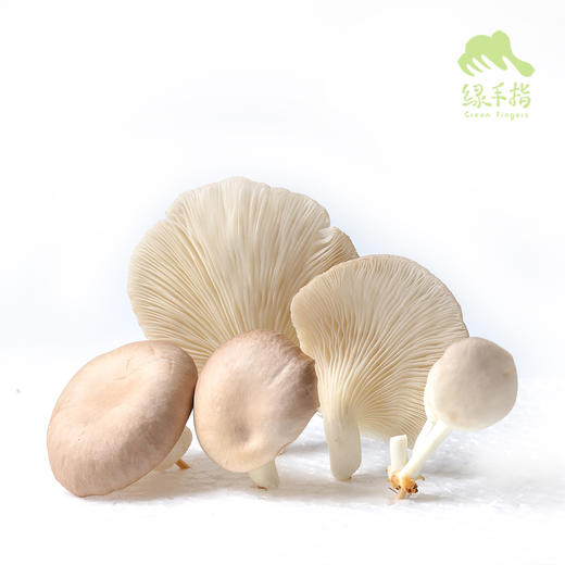 有机平菇 | 绿家自产* Organic Oyster mushroom | Self-production 商品图2