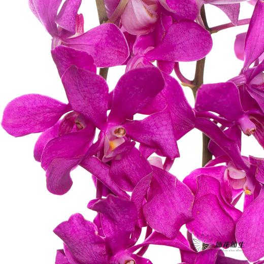 兰花 | 千代兰玫红 商品图1