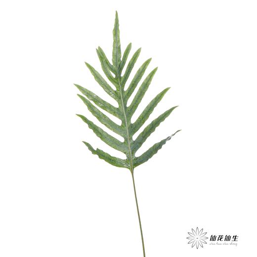 叶材 | 贯众蕨 商品图2