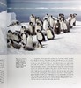 【中商原版】大卫 爱登堡 冰冻星球2 BBC纪录片 全彩照片精装 Frozen Planet II 英文原版 Mark Brownlow Elizabeth White 商品缩略图5
