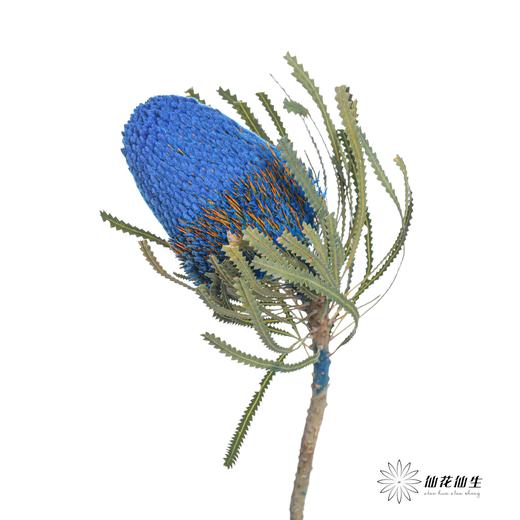 南非花材 | 班克木蓝色Hookeriana Blue【可能染色不均匀，有色差， 介意慎拍】 商品图3