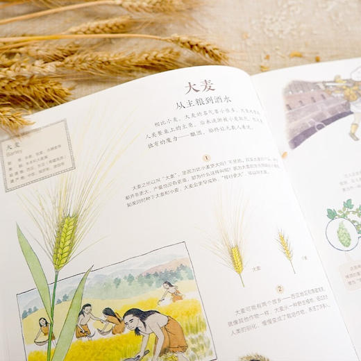 作物起源 7-10岁 唐靖 等 著 科普百科 商品图3