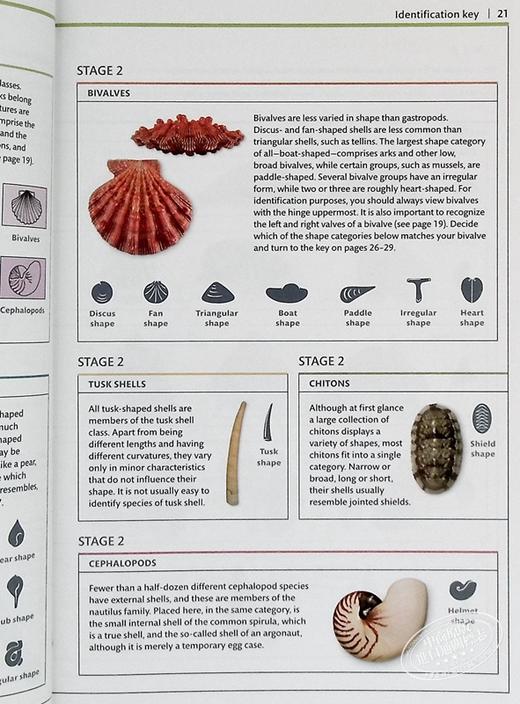 预售 【中商原版】DK 贝壳 彩色图鉴 Smithsonian Handbook Shells 英文原版 S Peter Dance 贝壳识别指南 自然科学 科普百科 商品图5