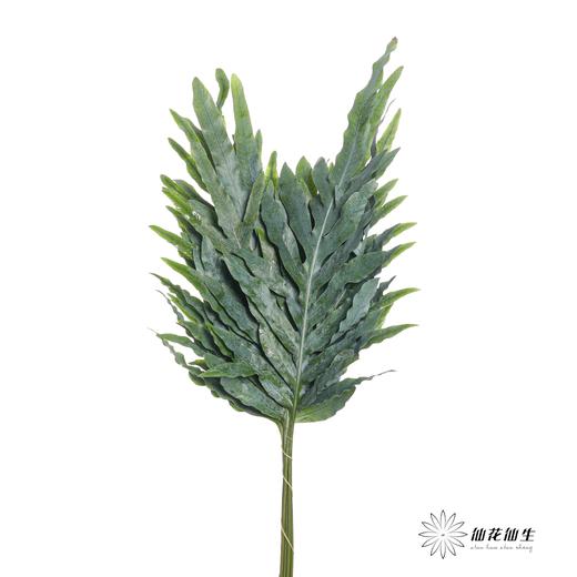 叶材 | 贯众蕨 商品图6