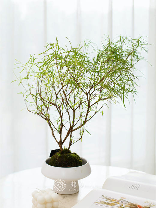 柳叶松 商品图0