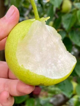 明二配送！“太阳雪”产自攀枝花北纬26度以上，海拔1800米的高原露地小产区，日照足，辐射强，温差大，果肉细腻嫩滑，甜蜜多汁，具有乳香味，入口即化，品质上等，甜度居梨类前列。约3斤